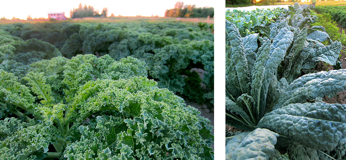 comment planter kale