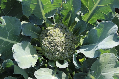 Brocoli « Les bontés de la vallée